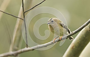 A stunning Goldcrest bird Regulus regulus perched on a branch searching for insects to eat.