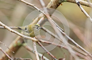 A stunning Goldcrest bird Regulus regulus perched on a branch searching for insects to eat.