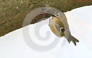 A stunning Goldcrest Regulus regulus clinging to the underside of a branch searching for insects to eat.