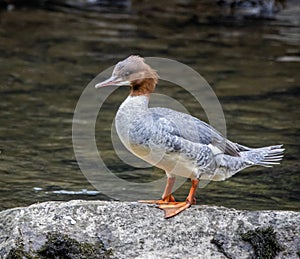 Stunning Goosander bird perched on a large rock on a serene shoreline