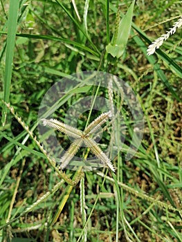 Stunning grass flower