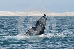 Stunning gray whale tale with water splashes