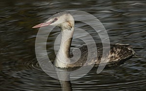 A stunning Great-crested Grebe Podiceps cristatus swimming in a river hunting for fish.