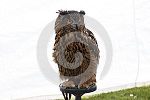 A stunning Great horned owl