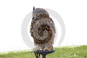 A stunning Great horned owl looking away