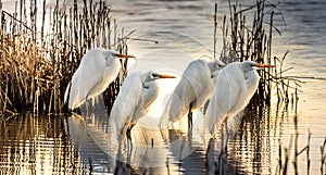 Stunning Great White Egret morning glory