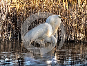 Stunning Great White Egret sunrise