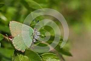 A stunning Green Hairstreak Butterfly Callophrys rubi perched on a leaf.