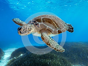 A stunning green sea turtle from Ayia Napa, Cyprus