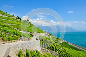 Stunning green vineyards on the hills by Lake Geneva in Lavaux wine region, Switzerland. UNESCO Heritage. Summer in Switzerland.