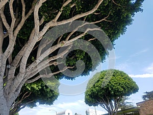 Stunning greenery at Brentwood, Los Angeles, California