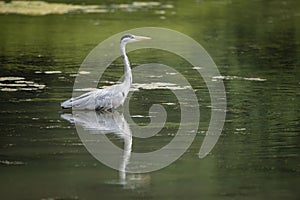 Stunning Grey Heron Ardea Cinerea hunting food whilst wading in river during hot Summer