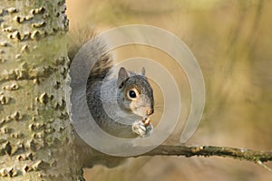 A stunning Grey Squirrel Scirius carolinensis sitting on a branch in a tree eating a nut.