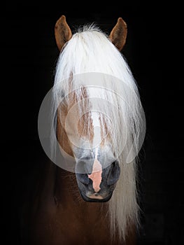 Stunning Haflinger Stallion