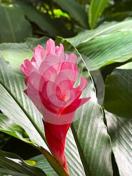 Stunning Hawaiian pink ginger