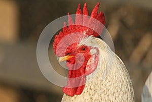 A stunning head shot of a stunning Cockerel.