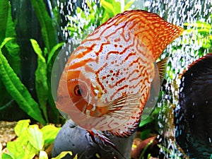 Stunning high quality HD picture photo of beautiful planted fresh water aquarium with gorgeous orange fire discus fish swimming