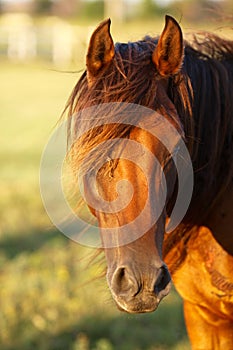 Stunning Horse