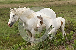 A stunning Horse Equus ferus caballus and her sweet foal standing together in heathland.
