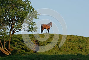 Stunning horse standing on a hill