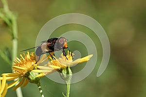 A pretty Hoverfly, Pellucid Fly, Volucella pellucens, nectaring from a flower.