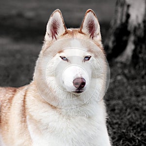 Stunning Husky dog