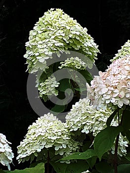 This is a stunning Hydranga Paniculata in a garden in Lancashire