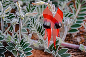 Stunning iconic Australian Sturt`s Desert Pea flower photo