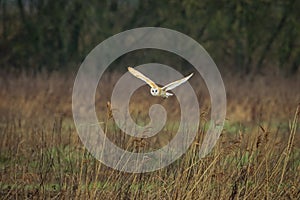 A stunning image of a Barn Owl in flight