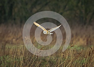 A stunning image of a Barn Owl in flight