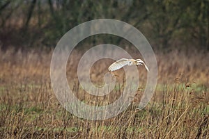 A stunning image of a Barn Owl in flight