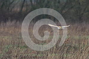 A stunning image of a Barn Owl in flight