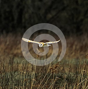 A stunning image of a Barn Owl in flight