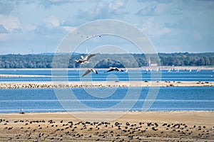 Stunning image of birds in flight above a tranquil body of water