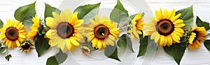 Helianthus in Bloom: Radiant Sunflower on a Pristine White Background