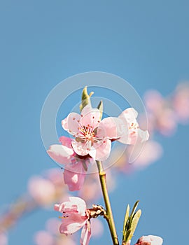 Delicate pink peach blossoms on the background of the blue sky