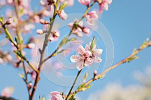 Stunning image of delicate pink peach blossoms against a backdrop of the beautiful blue sky