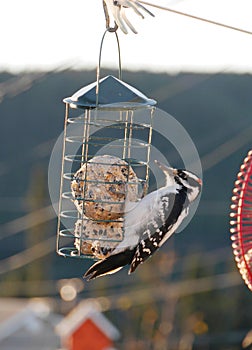 Stunning image of hairy woodpecker on suet feeder