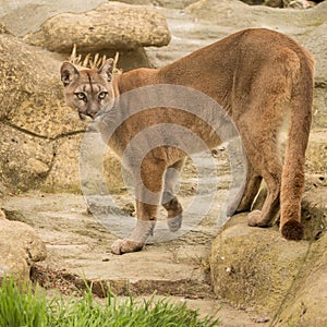 Stunning image of Puma Concolor among rocks in colorful landscape