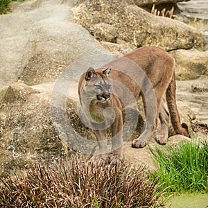 Stunning image of Puma Concolor among rocks in colorful landscape