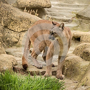 Stunning image of Puma Concolor among rocks in colorful landscape