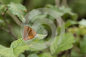 Stunning image of rare Brown Hairstreak butterfly Thecla Butulae in English countrysdie wild flower meadow in Summer