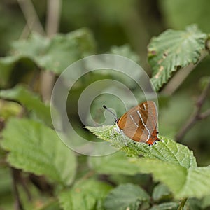 Stunning image of rare Brown Hairstreak butterfly Thecla Butulae in English countrysdie wild flower meadow in Summer