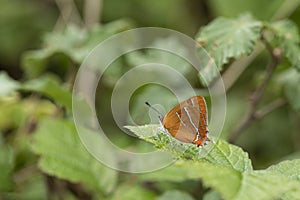 Stunning image of rare Brown Hairstreak butterfly Thecla Butulae in English countrysdie wild flower meadow in Summer