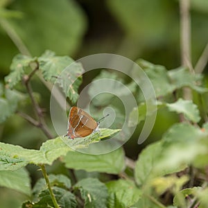 Stunning image of rare Brown Hairstreak butterfly Thecla Butulae in English countrysdie wild flower meadow in Summer