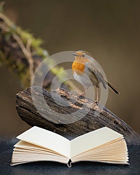 Stunning image of Robin Red Breast bird Erithacus Rubecula on branch in Spring sunshine coming out of pages of imaginary reading