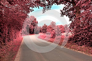 Stunning infrared view on purple fantasy landscapes with some ashpalt roads