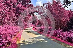 Stunning infrared view on purple fantasy landscapes with some ashpalt roads