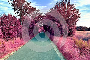 Stunning infrared view on purple fantasy landscapes with some ashpalt roads