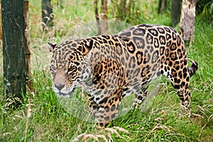 Stunning jaguar Panthera Onca prowling photo